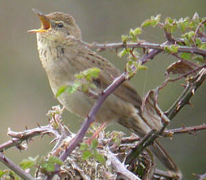 Common Grasshopper Warbler 
&copy; Michel Tellia