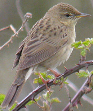 Common Grasshopper Warbler 
&copy; Michel Tellia