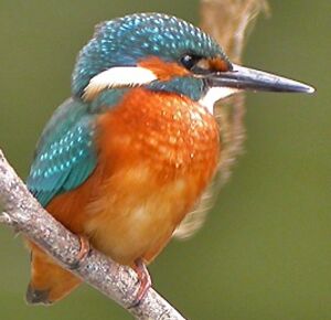 Common Kingfisher 
&copy; Michel Tellia