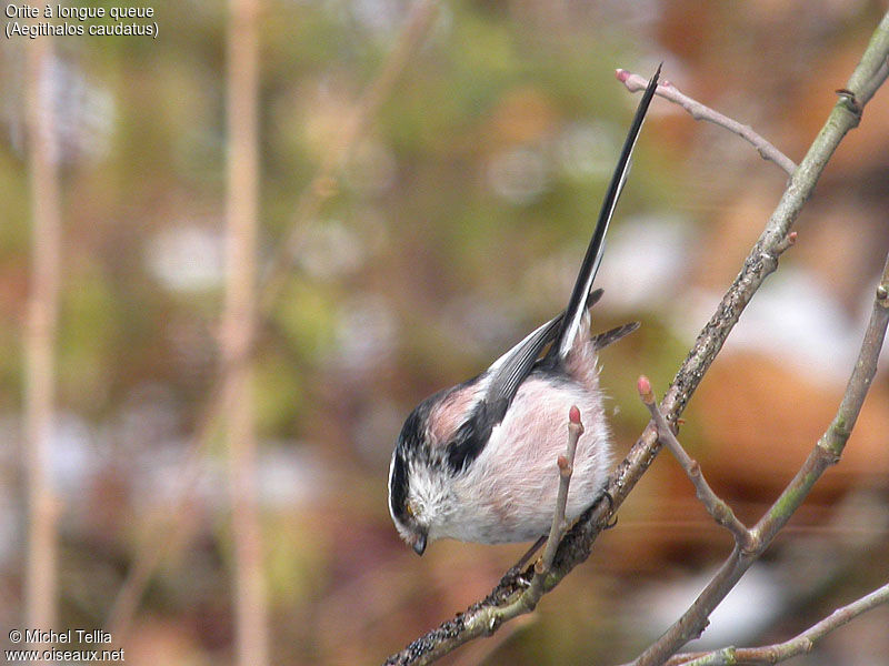 Mésange à longue queue - Aegithalos caudatus