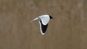 Little Gull 
&copy; Michel Tellia