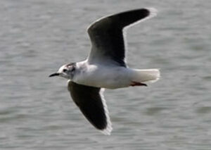 Little Gull 
&copy; Michel Tellia