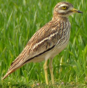 Eurasian Stone-curlew