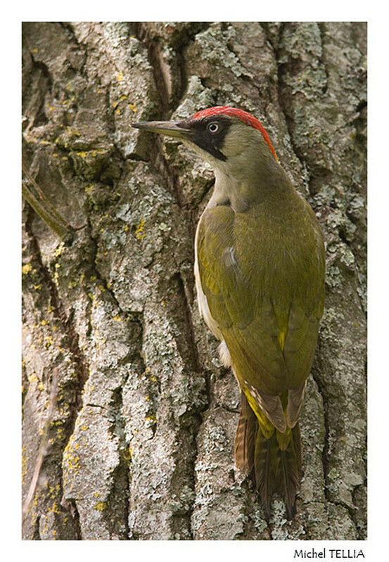 European Green Woodpecker female