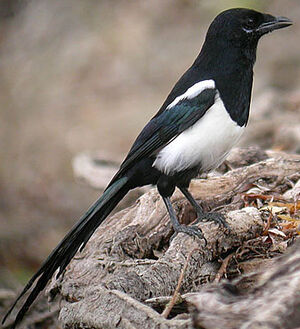Eurasian Magpie