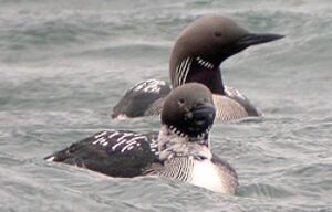 Plongeon arctique 
&copy; Michel Tellia