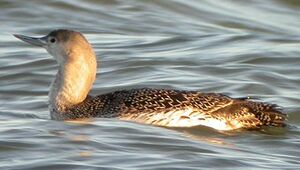 Plongeon catmarin 
&copy; Michel Tellia