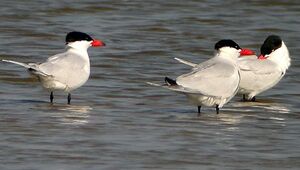 Caspian Tern 
&copy; Michel Tellia