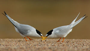 Little Tern