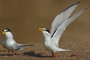 Little Tern
