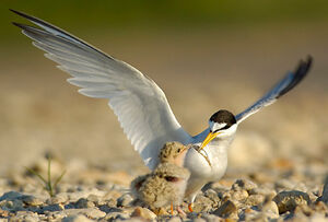 Little Tern