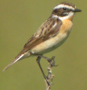 Whinchat