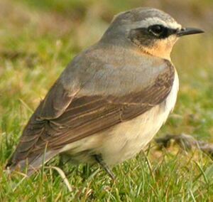 Northern Wheatear