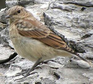 Northern Wheatear