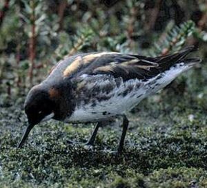 Phalarope � bec �troit 
&copy; Miguel Verg�s