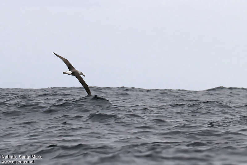 Albatros à cape blancheimmature, Vol