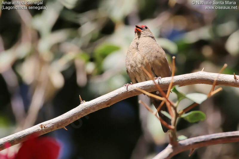 Red-billed Firefinch female adult, identification, habitat
