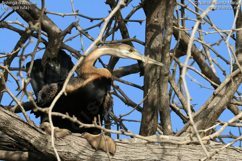 Anhinga d'Afriqueadulte, Comportement