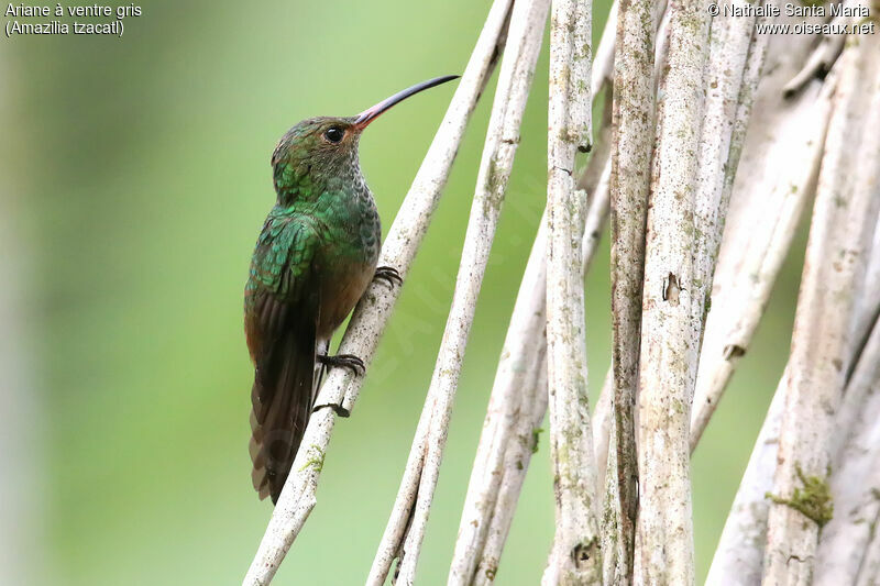 Rufous-tailed Hummingbird female adult, identification