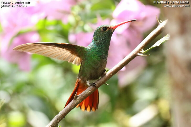 Rufous-tailed Hummingbird male adult, identification