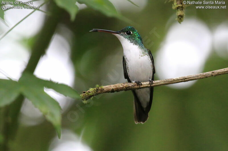 Andean Emerald female adult, identification
