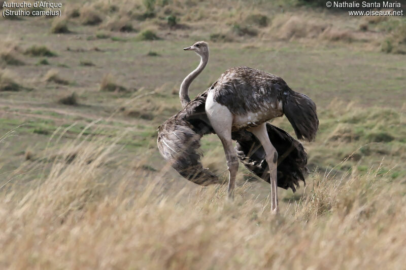 Common Ostrich female adult, identification, habitat, Behaviour