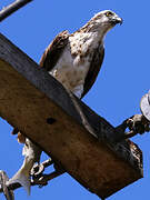 Eastern Osprey
