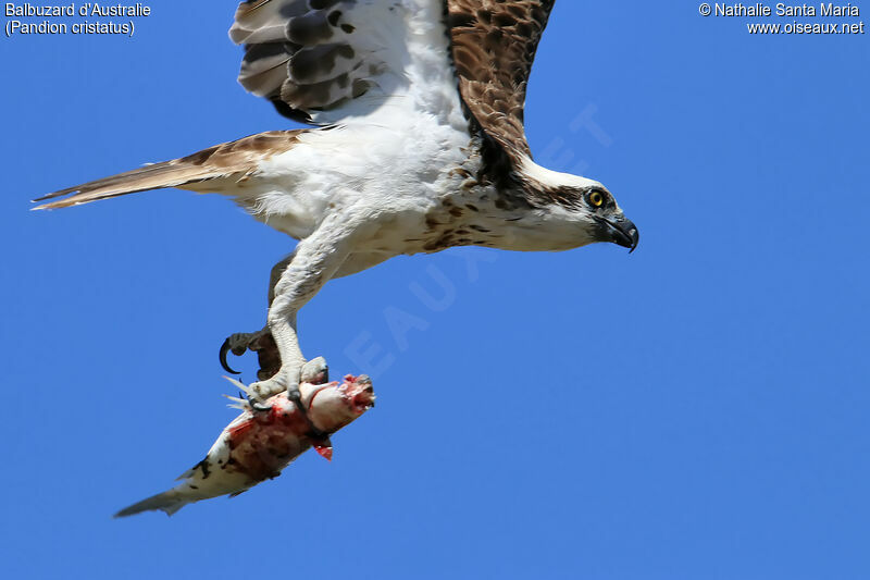 Osprey (cristatus)juvenile, Flight, feeding habits