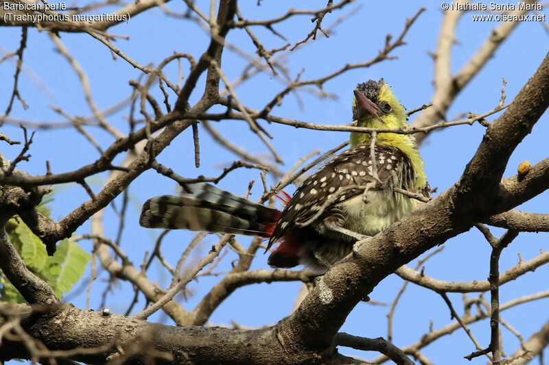 Yellow-breasted Barbetadult, identification, habitat