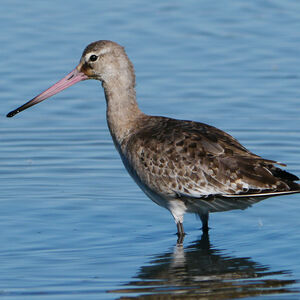 Black-tailed Godwit 
&copy; Nathalie Santa Maria