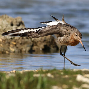 Black-tailed Godwit 
&copy; Nathalie Santa Maria