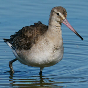 Black-tailed Godwit 
&copy; Nathalie Santa Maria