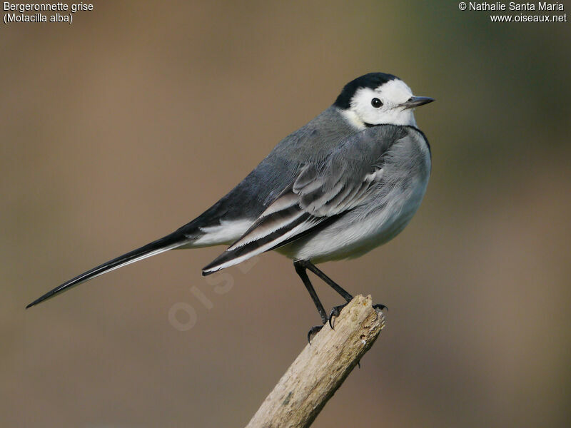 White Wagtailadult post breeding, identification