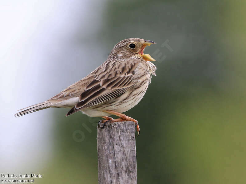 Corn Bunting male adult, close-up portrait, song