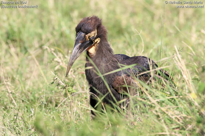 Southern Ground Hornbilljuvenile, identification, habitat, walking