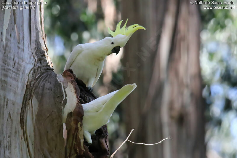 Sulphur-crested Cockatooadult breeding, habitat, Reproduction-nesting