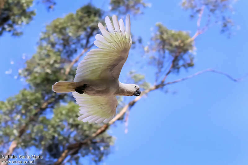 Sulphur-crested Cockatooadult, Flight