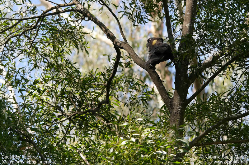 Yellow-tailed Black Cockatoo male adult, habitat