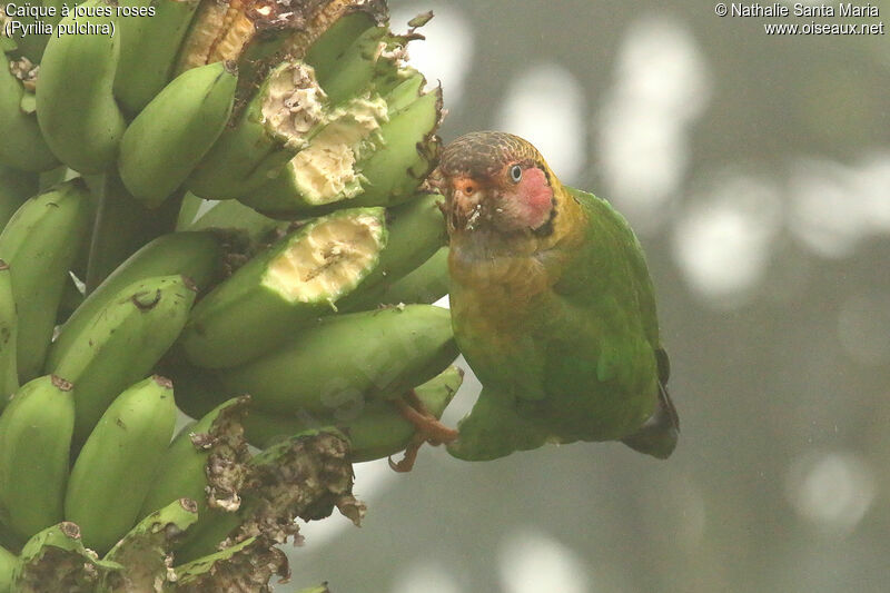 Rose-faced Parrotadult, identification, feeding habits, eats