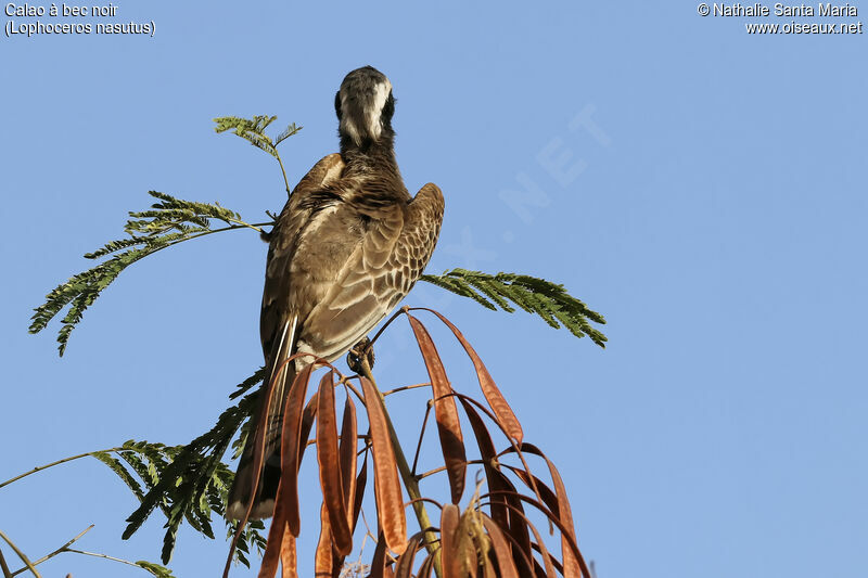 African Grey Hornbill female adult, habitat