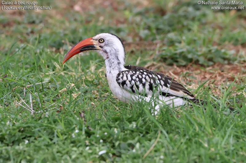 Northern Red-billed Hornbill male adult, identification, eats