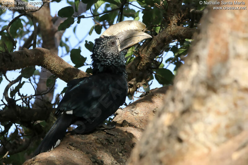 Silvery-cheeked Hornbill male adult, identification, habitat
