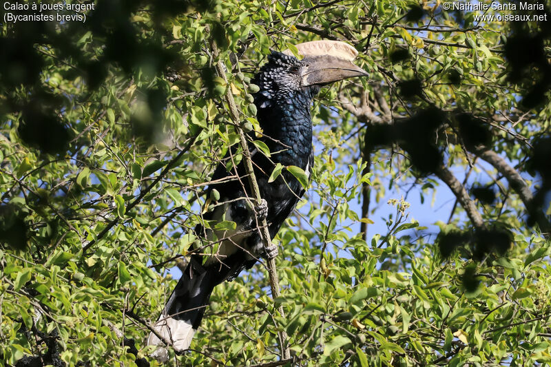 Silvery-cheeked Hornbill male adult, habitat