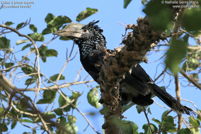 Silvery-cheeked Hornbill female adult, identification, habitat