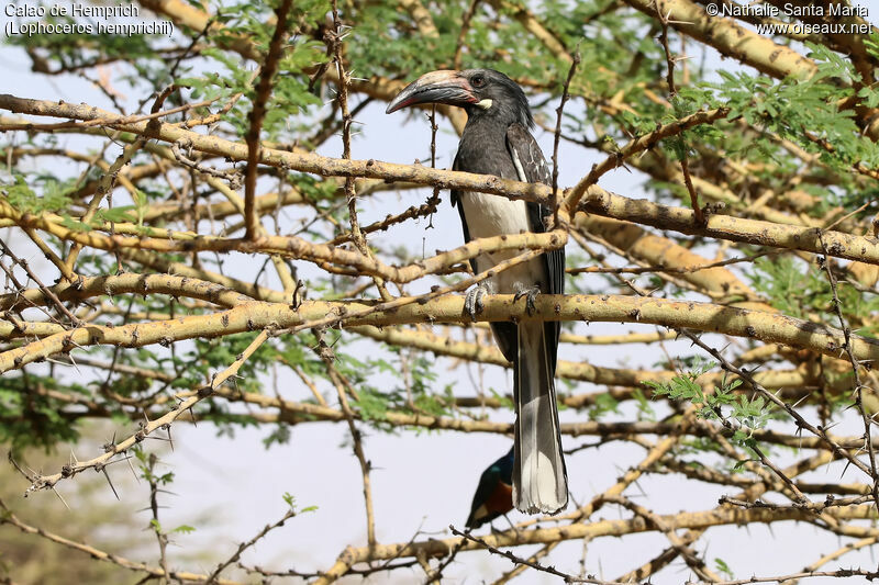 Hemprich's Hornbill female adult, identification, habitat
