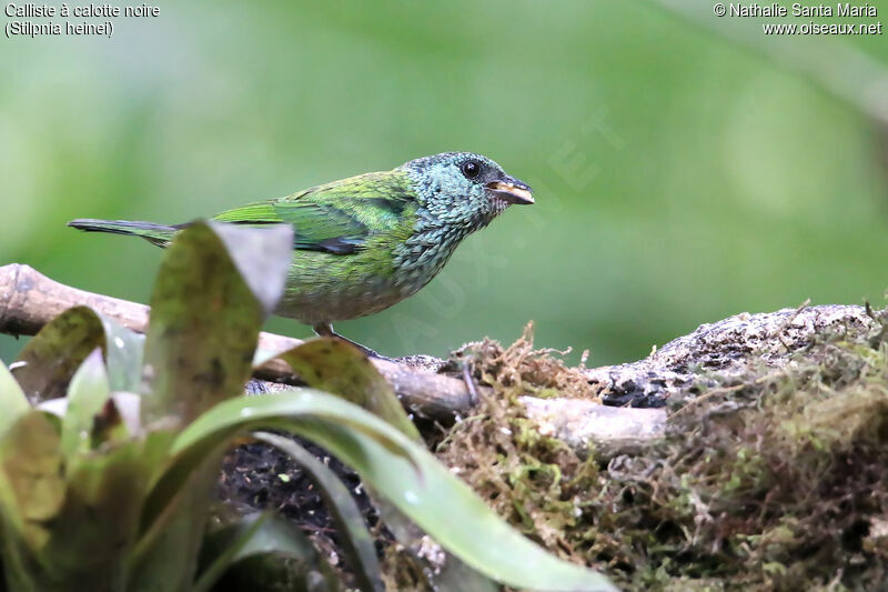 Black-capped Tanager female adult, identification, eats