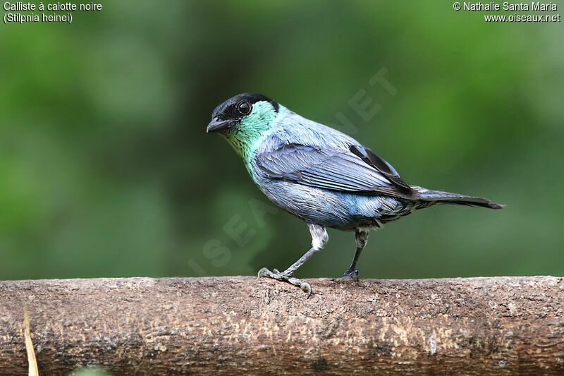 Black-capped Tanager male adult, identification