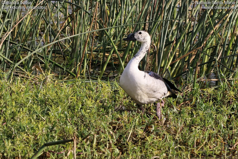 Knob-billed Duck male, identification, habitat, walking