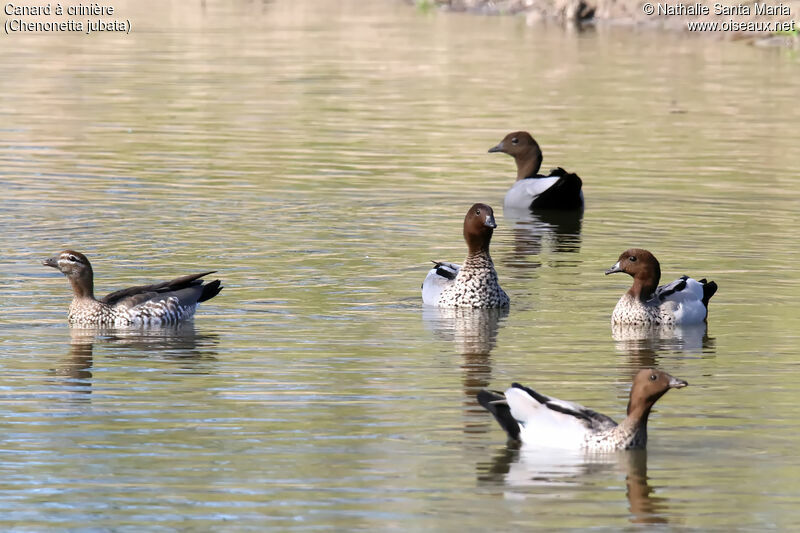 Maned Duck, habitat, swimming