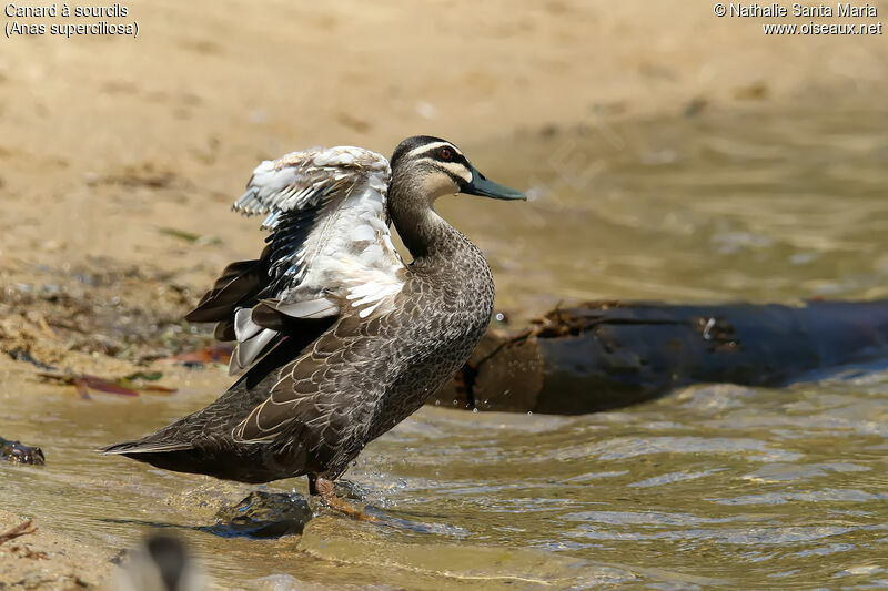 Pacific Black Duckadult, identification, moulting